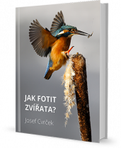 jak fotit zvířata